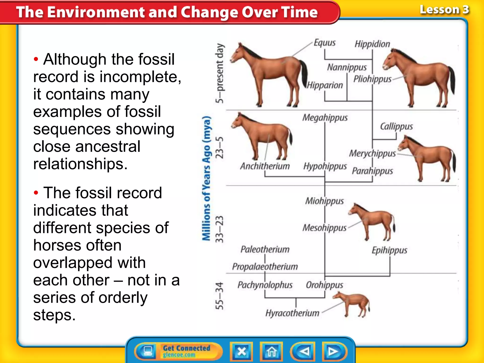 • Although the fossil
record is incomplete,
it contains many
examples of fossil
sequences showing
close ancestral
relationships.
• The fossil record
indicates that
different species of
horses often
overlapped with
each other – not in a
series of orderly
steps.
 