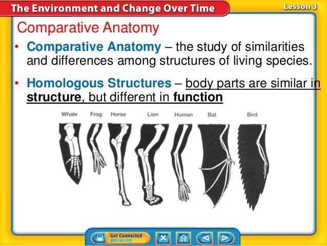 How does comparative anatomy support the theory of evolution image