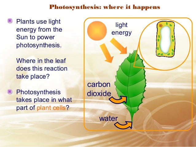 In which area of a leaf does photosynthesis take place?