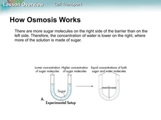 Lesson OverviewLesson Overview Cell TransportCell Transport
There are more sugar molecules on the right side of the barrier than on the
left side. Therefore, the concentration of water is lower on the right, where
more of the solution is made of sugar.
How Osmosis Works
 