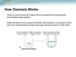 Lesson OverviewLesson Overview Cell TransportCell Transport
How Osmosis Works
There is a net movement of water into the compartment containing the
concentrated sugar solution.
Water will tend to move across the barrier until equilibrium is reached. At that
point, the concentrations of water and sugar will be the same on both sides.
 