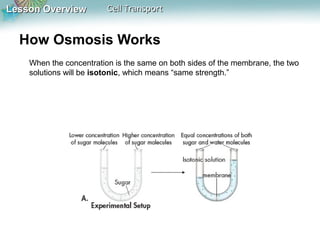 Lesson OverviewLesson Overview Cell TransportCell Transport
How Osmosis Works
When the concentration is the same on both sides of the membrane, the two
solutions will be isotonic, which means “same strength.”
 