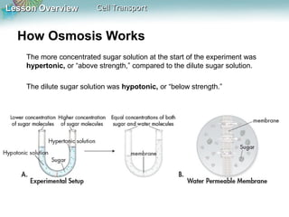 Lesson OverviewLesson Overview Cell TransportCell Transport
How Osmosis Works
The more concentrated sugar solution at the start of the experiment was
hypertonic, or “above strength,” compared to the dilute sugar solution.
The dilute sugar solution was hypotonic, or “below strength.”
 