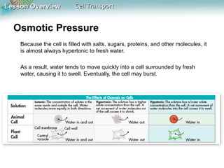 Lesson OverviewLesson Overview Cell TransportCell Transport
Osmotic Pressure
Because the cell is filled with salts, sugars, proteins, and other molecules, it
is almost always hypertonic to fresh water.
As a result, water tends to move quickly into a cell surrounded by fresh
water, causing it to swell. Eventually, the cell may burst.
 