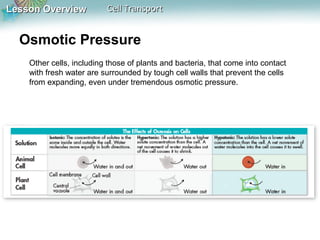 Lesson OverviewLesson Overview Cell TransportCell Transport
Osmotic Pressure
Other cells, including those of plants and bacteria, that come into contact
with fresh water are surrounded by tough cell walls that prevent the cells
from expanding, even under tremendous osmotic pressure.
 