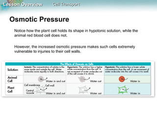 Lesson OverviewLesson Overview Cell TransportCell Transport
Osmotic Pressure
Notice how the plant cell holds its shape in hypotonic solution, while the
animal red blood cell does not.
However, the increased osmotic pressure makes such cells extremely
vulnerable to injuries to their cell walls.
 