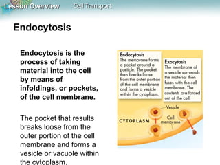 Lesson OverviewLesson Overview Cell TransportCell Transport
Endocytosis
Endocytosis is the
process of taking
material into the cell
by means of
infoldings, or pockets,
of the cell membrane.
The pocket that results
breaks loose from the
outer portion of the cell
membrane and forms a
vesicle or vacuole within
the cytoplasm.
 