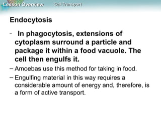 Lesson OverviewLesson Overview Cell TransportCell Transport
Endocytosis
– In phagocytosis, extensions of
cytoplasm surround a particle and
package it within a food vacuole. The
cell then engulfs it.
– Amoebas use this method for taking in food.
– Engulfing material in this way requires a
considerable amount of energy and, therefore, is
a form of active transport.
 