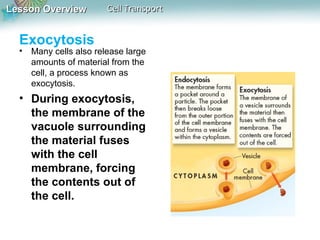 Lesson OverviewLesson Overview Cell TransportCell Transport
Exocytosis
• Many cells also release large
amounts of material from the
cell, a process known as
exocytosis.
• During exocytosis,
the membrane of the
vacuole surrounding
the material fuses
with the cell
membrane, forcing
the contents out of
the cell.
 