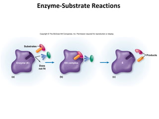 Enzyme-Substrate Reactions


                         Copyright © The McGraw-Hill Companies, Inc. Permission required for reproduction or display.




           Substrates


                                                                                                                             Products


      Enzyme (E)                                       ES complex                                                        E
                        Does
                        not fit


(a)                                              (b)                                                               (c)
 