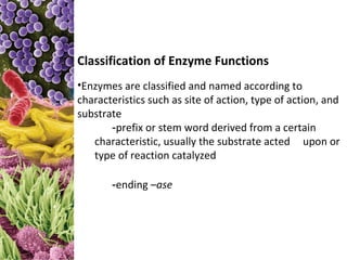 Classification of Enzyme Functions
•Enzymes are classified and named according to
characteristics such as site of action, type of action, and
substrate
       -prefix or stem word derived from a certain
   characteristic, usually the substrate acted upon or
   type of reaction catalyzed

       -ending –ase
 