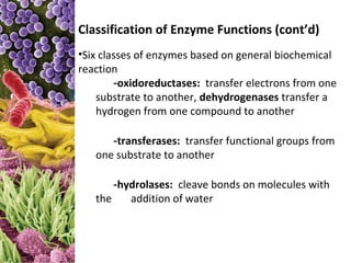Classification of Enzyme Functions (cont’d)
•Six classes of enzymes based on general biochemical
reaction
        -oxidoreductases: transfer electrons from one
    substrate to another, dehydrogenases transfer a
    hydrogen from one compound to another

      -transferases: transfer functional groups from
   one substrate to another

       -hydrolases: cleave bonds on molecules with
   the    addition of water
 