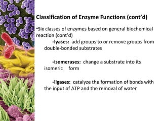 Classification of Enzyme Functions (cont’d)
•Six classes of enzymes based on general biochemical
reaction (cont’d)
        -lyases: add groups to or remove groups from
    double-bonded substrates

      -isomerases: change a substrate into its
   isomeric form

       -ligases: catalyze the formation of bonds with
   the input of ATP and the removal of water
 