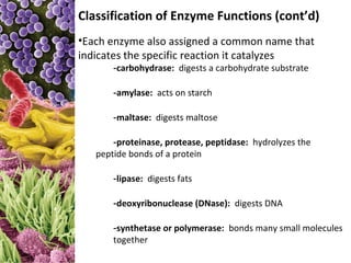 Classification of Enzyme Functions (cont’d)
•Each enzyme also assigned a common name that
indicates the specific reaction it catalyzes
       -carbohydrase: digests a carbohydrate substrate

       -amylase: acts on starch

       -maltase: digests maltose

       -proteinase, protease, peptidase: hydrolyzes the
   peptide bonds of a protein

       -lipase: digests fats

       -deoxyribonuclease (DNase): digests DNA

       -synthetase or polymerase: bonds many small molecules
       together
 