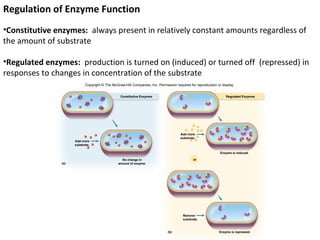 Regulation of Enzyme Function
•Constitutive enzymes: always present in relatively constant amounts regardless of
the amount of substrate

•Regulated enzymes: production is turned on (induced) or turned off (repressed) in
responses to changes in concentration of the substrate
                            Copyright © The McGraw-Hill Companies, Inc. Permission required for reproduction or display.


                                                 Constitutive Enzymes                                             Regulated Enzymes




                                                                                      Add more
                                                                                      substrate.
                     Add more
                     substrate.

                                                                                                               Enzyme is induced.

                                                  No change in                                or
               (a)                              amount of enzyme.




                                                                                        Remove
                                                                                        substrate.



                                                                              (b)                             Enzyme is repressed.
 