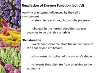 Regulation of Enzyme Function (cont’d)
•Activity of enzymes influenced by the cell’s
environment
        -natural temperature, pH, osmotic pressure

      -changes in the normal conditions causes
   enzymes to be unstable or labile

•Denaturation
       -weak bonds that maintain the native shape of
   the apoenzyme are broken

       -this causes disruption of the enzyme’s shape

       -prevents the substrate from attaching to the
   active site
 