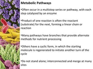 Metabolic Pathways
•Often occur in a multistep series or pathway, with each
step catalyzed by an enzyme

•Product of one reaction is often the reactant
(substrate) for the next, forming a linear chain or
reaction

•Many pathways have branches that provide alternate
methods for nutrient processing

•Others have a cyclic form, in which the starting
molecule is regenerated to initiate another turn of the
cycle

•Do not stand alone; interconnected and merge at many
sites
 