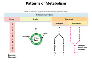 Patterns of Metabolism
              Copyright © The McGraw-Hill Companies, Inc. Permission required for reproduction or display.


                                       Multienzyme Systems

 Linear                          Cyclic                                                               Branched

                                                                                  Divergent                      Convergent
    A
                                                                                       M                     A          X
                                     U
    B

                                      V            T input                             N                     B          Y
    C        S product Z
                                  Krebs
                                                W                             O                  P
                                  Cycle                                                                      C          Z
    D                        Y
                                      X
                                                                              O1                 Q                 M   Example:
    E                                                                                                                  Amino acid
                                                                                                                       synthesis
                                                                              O2                 R                 N
Example:
Glycolysis
 