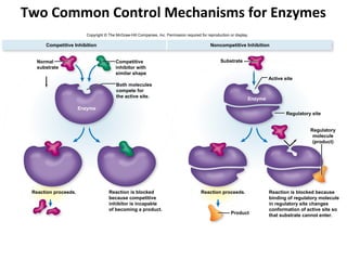 Two Common Control Mechanisms for Enzymes
                        Copyright © The McGraw-Hill Companies, Inc. Permission required for reproduction or display.

      Competitive Inhibition                                                                  Noncompetitive Inhibition


   Normal                               Competitive                                                 Substrate
   substrate                            inhibitor with
                                        similar shape
                                                                                                                            Active site
                                        Both molecules
                                        compete for
                                        the active site.                                                           Enzyme

                      Enzyme
                                                                                                                                    Regulatory site


                                                                                                                                              Regulatory
                                                                                                                                               molecule
                                                                                                                                               (product)




 Reaction proceeds.                 Reaction is blocked                                  Reaction proceeds.                 Reaction is blocked because
                                    because competitive                                                                     binding of regulatory molecule
                                    inhibitor is incapable                                                                  in regulatory site changes
                                    of becoming a product.                                                                  conformation of active site so
                                                                                                          Product           that substrate cannot enter.
 