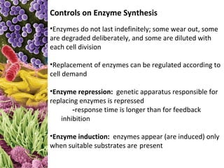 Controls on Enzyme Synthesis
•Enzymes do not last indefinitely; some wear out, some
are degraded deliberately, and some are diluted with
each cell division

•Replacement of enzymes can be regulated according to
cell demand

•Enzyme repression: genetic apparatus responsible for
replacing enzymes is repressed
        -response time is longer than for feedback
    inhibition

•Enzyme induction: enzymes appear (are induced) only
when suitable substrates are present
 