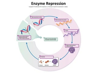 Enzyme Repression
                            Copyright © The McGraw-Hill Companies, Inc. Permission required for reproduction or display.




                                 1
                                     DNA transcribed into RNA

                                                                                                2
                                                                                                    RNA translated into protein




                                                                                                                        3
                                                                                                                                Protein




6
    Excess product binds to
    DNA and shuts down                                               7
    further enzyme production.                                            DNA can not be transcribed;
                                                                          the protein cannot be made.




                                                                                                                            4
                                                                                                                                  Folds to form functional
                                                                                                                                  enzyme structure




                                                       5
                                                           Substrate




                                                                 =                   +

                                                      Products           Substrate          Enzyme
 