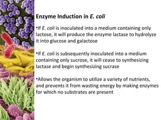 Enzyme Induction in E. coli
•If E. coli is inoculated into a medium containing only
lactose, it will produce the enzyme lactase to hydrolyze
it into glucose and galactose

•If E. coli is subsequently inoculated into a medium
containing only sucrose, it will cease to synthesizing
lactase and begin synthesizing sucrase

•Allows the organism to utilize a variety of nutrients,
and prevents it from wasting energy by making enzymes
for which no substrates are present
 