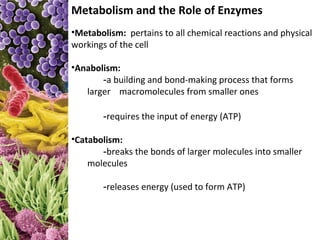 Metabolism and the Role of Enzymes
•Metabolism: pertains to all chemical reactions and physical
workings of the cell

•Anabolism:
       -a building and bond-making process that forms
   larger macromolecules from smaller ones

       -requires the input of energy (ATP)

•Catabolism:
       -breaks the bonds of larger molecules into smaller
    molecules

       -releases energy (used to form ATP)
 