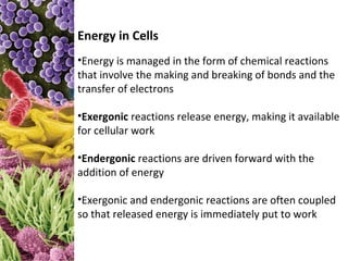 Energy in Cells
•Energy is managed in the form of chemical reactions
that involve the making and breaking of bonds and the
transfer of electrons

•Exergonic reactions release energy, making it available
for cellular work

•Endergonic reactions are driven forward with the
addition of energy

•Exergonic and endergonic reactions are often coupled
so that released energy is immediately put to work
 