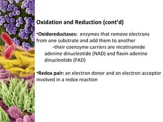 Oxidation and Reduction (cont’d)
•Oxidoreductases: enzymes that remove electrons
from one substrate and add them to another
       -their coenzyme carriers are nicotinamide
   adenine dinucleotide (NAD) and flavin adenine
   dinucleotide (FAD)

•Redox pair: an electron donor and an electron acceptor
involved in a redox reaction
 