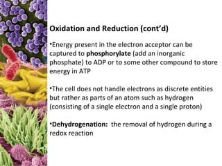 Oxidation and Reduction (cont’d)
•Energy present in the electron acceptor can be
captured to phosphorylate (add an inorganic
phosphate) to ADP or to some other compound to store
energy in ATP

•The cell does not handle electrons as discrete entities
but rather as parts of an atom such as hydrogen
(consisting of a single electron and a single proton)

•Dehydrogenation: the removal of hydrogen during a
redox reaction
 