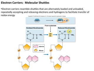 Electron Carriers: Molecular Shuttles
•Electron carriers resemble shuttles that are alternately loaded and unloaded,
repeatedly accepting and releasing electrons and hydrogens to facilitate transfer of
redox energy                Copyright © The McGraw-Hill Companies, Inc. Permission required for reproduction or display.




                                             NAD+                                                   NAD H + H+


                                                                    From substrate
                        Oxidized Nicotinamide                                                       Reduced Nicotinamide

                         H                                                                              H          H       H+
                                C                                              2H                            C
                        C              C       C       NH2                                            C              C     C    NH2
                                                                               2e:
                        C              C       O                                                      C              C     O
                                N                                                                            N



                                                      Adenine


                P                                     Ribose                      P



                P                                                                 P
 