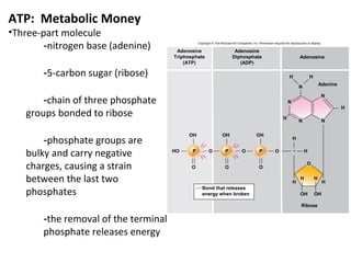 ATP: Metabolic Money
•Three-part molecule
        -nitrogen base (adenine)       Adenosine
                                                 Copyright © The McGraw-Hill Companies, Inc. Permission required for reproduction or display.

                                                                           Adenosine
                                      Triphosphate                        Diphosphate                                        Adenosine
                                          (ATP)                              (ADP)

       -5-carbon sugar (ribose)                                                                                      H               H
                                                                                                                                             Adenine
                                                                                                                            N


       -chain of three phosphate
                                                                                                                                              N
                                                                                                                    N
                                                                                                                                                       H
   groups bonded to ribose                                                                                      H
                                                                                                                            N                   N



       -phosphate groups are
                                           OH                      OH                       OH
                                                                                                                        H


   bulky and carry negative           HO     P          O            P           O            P           O                      H


   charges, causing a strain                O                        O                        O
                                                                                                                                  O


   between the last two                                                                                                 H
                                                                                                                             H           H
                                                                                                                                                H

   phosphates                                       Bond that releases
                                                    energy when broken                                                       OH          OH

                                                                                                                              Ribose


       -the removal of the terminal
       phosphate releases energy
 
