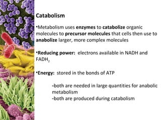 Catabolism
•Metabolism uses enzymes to catabolize organic
molecules to precursor molecules that cells then use to
anabolize larger, more complex molecules

•Reducing power: electrons available in NADH and
FADH2

•Energy: stored in the bonds of ATP

       -both are needed in large quantities for anabolic
       metabolism
       -both are produced during catabolism
 