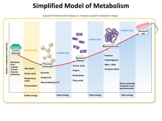 Simplified Model of Metabolism
                                                                Copyright © The McGraw-Hill Companies, Inc. Permission required for reproduction or display.




                                                                                                                                                                ANABOLISM        Bacterial
                                                                                                            Glu                                                                    cell

                                                                                                    Phe                 ANABOLISM
                                                                                                             Lys
Relative complexity of molecules




                                                                                                      Ala                                Macromolecules

                                               CATABOLISM
                                                                                                                  Val
                                    Glucose                                      ANABOLISM
                                                                                                                                           Proteins
                                                                                                         Building
                                                                                                          blocks                           Peptidoglycan
                                   Nutrients
                                   from                         Precursor                                                                  RNA + DNA
                                                                molecules                           Amino acids
                                   outside
                                               Glycolysis                                                                                  Complex lipids
                                   or from                                                          Sugars
                                   internal                    Pyruvate
                                   pathways    Krebs cycle
                                                                                                    Nucleotides
                                               Respiratory     Acetyl CoA
                                               chain                                                Fatty acids
                                                               Glyceraldehyde-3-P
                                                                                                                                                               Some assembly
                                               Fermentation                                                                                                    reactions occur
                                                                                                                                                               spontaneously


                                               Yields energy                     Uses energy                            Uses energy                             Uses energy
 