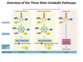 Overview of the Three Main Catabolic Pathways
                                               Copyright © The McGraw-Hill Companies, Inc. Permission required for reproduction or display.

                       AEROBIC RESPIRATION                                        ANAEROBIC RESPIRATION                                       FERMENTATION




                                  Glycolysis




                                                                                                                                                    Glycolysis
                                                                                                 Glycolysis
                      NAD H                                                       NAD H                                               NAD H
                                                      CO2                                                       CO2                                              CO2


Yields 2 ATPs          ATP                                                          ATP                                                 ATP




                    NAD H        Krebs                                        NAD H            Krebs
                                 Cycle                      CO2                                Cycle                  CO2


                      FADH2                                                       FADH2
Yields 2 GTPs                                       ATP                                                       ATP




                                                                                                                                                Fermentation
                        Electron Transport System                                    Electron Transport System
                                                                                                                                               Using organic
                                                                                                                                               compounds as
                      Using   O2 as electron acceptor                       Using non- O2 compound as electron acceptor                       electron acceptor
                                                                                                        (So42–, NO3–, CO32–)
Yields variable
amount of
energy                                                ATP                                                       ATP
                                                                                                                                               Alcohols, acids


Maximum net yield             36–38 ATPs                                                    2–36 ATPs                                              2 ATPs
 