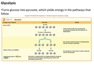 Glycolysis
•Turns glucose into pyruvate, which yields energy in the pathways that
follow                            Copyright © The McGraw-Hill Companies, Inc. Permission required for reproduction or display.


     Table 7.2     Glycolysis
 Energy Lost or Gained                                                  Overview                                                      Details
                                                                         Glucose
 Uses 2 ATPs
                                                         C       C       C     C       C       C
                                                                                                                  Three reactions alter and rearrange the
                                                                                                                  6-C glucose molecule into 6-C fructose-1,6
                                                                                                                  diphosphate.
                                                              Fructose-1, 6-diphosphate

                                                         C       C       C     C       C       C




                                                                                                                  One reaction breaks fructose-1,6-diphosphate
                                                                                                                  into two 3-carbon molecules.
                                                        C       C       C       C       C      C



 Yields 4 ATPs and 2 NADHs                                   Pyruvate               Pyruvate                      Five reactions convert each 3 carbon molecule
                                                                                                                  into the 3C pyruvate.
                                                        C       C       C       C       C      C


 Total Energy Yield: 2 ATPs and          Pyruvate is a molecule that is uniquely suited for chemical
 2 NADHs                                 reactions that will produce reducing power (which will
                                         eventually produce ATP).
 