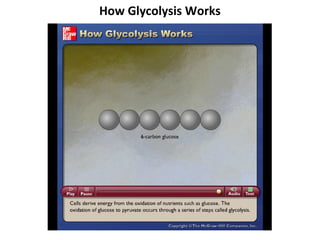 How Glycolysis Works



Please note that due to differing
operating systems, some animations
will not appear until the presentation is
viewed in Presentation Mode (Slide
Show view). You may see blank slides
in the “Normal” or “Slide Sorter” views.
All animations will appear after viewing
in Presentation Mode and playing each
animation. Most animations will require
the latest version of the Flash Player,
which is available at
http://get.adobe.com/flashplayer.
 