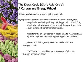 The Krebs Cycle (Citric Acid Cycle):
A Carbon and Energy Wheel
•After glycolysis, pyruvic acid is still energy-rich

•cytoplasm of bacteria and mitochondrial matrix of eukaryotes
         -a cyclical metabolic pathway that begins with acetyl CoA,
         which joins with oxaloacetic acid, and then participates in
         seven other additional transformations

         -transfers the energy stored in acetyl CoA to NAD+ and FAD
         by reducing them (transferring hydrogen ions to them)

        -NADH and FADH2 carry electrons to the electron
    transport chain

        -2 ATPs are produced for each molecule of glucose
    through phosphorylation
 
