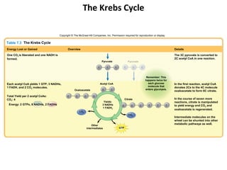 The Krebs Cycle

                                       Copyright © The McGraw-Hill Companies, Inc. Permission required for reproduction or display.


Table 7.3 The Krebs Cycle
Energy Lost or Gained                         Overview                                                                                         Details

One CO2 is liberated and one NADH is                                                                                                           The 3C pyruvate is converted to
formed.                                                                                                                                        2C acetyl CoA in one reaction.
                                                                                 Pyruvate                  Pyruvate

                                                                            C        C       C         C         C    C


                                                                                                                           Remember: This
                                                                                                                          happens twice for
Each acetyl CoA yields 1 GTP, 3 NADHs,                                          Acetyl CoA                                  each glucose       In the first reaction, acetyl CoA
1 FADH, and 2 CO2 molecules.                                                                                                molecule that      donates 2Cs to the 4C molecule
                                                   Oxaloacetate                  C       C                                enters glycolysis.
                                                                                                                                               oxaloacetate to form 6C citrate.
Total Yield per 2 acetyl CoAs:               C       C         C        C
CO2: 4                                                                                                 Citrate                                 In the course of seven more
                                                                                  Yields:                                                      reactions, citrate is manipulated
 Energy: 2 GTPs, 6 NADHs, 2 FADHs                                                3 NADHs           C         C        C     C      C      C    to yield energy and CO2 and
                                                                                 1 FADH2
                                                                                                                                               oxaloacetate is regenerated.
                                                         CO2
                                                                                                           CO2
                                                                                                                                               Intermediate molecules on the
                                                                                                                                               wheel can be shunted into other
                                                                       Other
                                                                                                                                               metabolic pathways as well.
                                                                   intermediates                 GTP
 