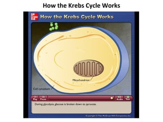 How the Krebs Cycle Works



  Please note that due to differing
  operating systems, some animations
  will not appear until the presentation is
  viewed in Presentation Mode (Slide
  Show view). You may see blank slides
  in the “Normal” or “Slide Sorter” views.
  All animations will appear after viewing
  in Presentation Mode and playing each
  animation. Most animations will require
  the latest version of the Flash Player,
  which is available at
  http://get.adobe.com/flashplayer.
 