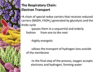 The Respiratory Chain:
Electron Transport
•A chain of special redox carriers that receives reduced
carriers (NADH, FADH2) generated by glycolysis and the
Krebs cycle
        -passes them in a sequential and orderly
    fashion    from one to the next

       -highly energetic

       -allows the transport of hydrogen ions outside
   of the membrane

       -in the final step of the process, oxygen accepts
       electrons and hydrogen, forming water
 