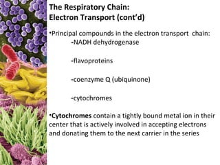 The Respiratory Chain:
Electron Transport (cont’d)
•Principal compounds in the electron transport chain:
        -NADH dehydrogenase

       -flavoproteins

       -coenzyme Q (ubiquinone)

       -cytochromes

•Cytochromes contain a tightly bound metal ion in their
center that is actively involved in accepting electrons
and donating them to the next carrier in the series
 