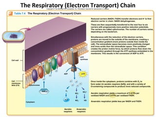 The Respiratory (Electron Transport) Chain
                                    Copyright © The McGraw-Hill Companies, Inc. Permission required for reproduction or display.


   Table 7.4 The Respiratory (Electron Transport) Chain
                                                                                                     Reduced carriers (NADH, FADH) transfer electrons and H+ to first
                                                                                                     electron carrier in chain: NADH dehydrogenase.
                                                                                                     These are then sequentially transferred to the next four to six
                                                                                                     carriers with progressively more positive reduction potentials.
                                                                                                     The carriers are called cytochromes. The number of carriers varies,
                                                                                                     depending on the bacterium.

                                                                                                     Simultaneous with the reduction of the electron carriers,
                                                                                                     protons are moved to the outside of the membrane, creating a
                                                                                                     concentration gradient (more protons outside than inside the
                                                                                                     cell). The extracellular space becomes more positively charged
                                                                                                     and more acidic than the intracellular space. This condition
                                                                        H+                           creates the proton motive force, by which protons flow down the
                                                               H+                                    concentration gradient through the ATP synthase embedded in the
                                                         H+                                          membrane. This results in the conversion of ADP to ATP.
                                                H+
                                                                                       ATP
                                       H+                                              synthase
Cell wall
                              H+
                         H+



                                                 H+

                                                              ADP                           ATP
                                        H+

                               H+
Cell                                                                  H+        H+                   Once inside the cytoplasm, protons combine with O2 to
membrane                                                                               H+
                                                                                                     form water (in aerobic respirers [left]), and with a variety of
With ETS       Cytochromes                                                 H+
                                                                                 H+
                                                                                                     O-containing compounds to produce more reduced compounds.

                              NAD H                             O2
                                                                                             SO42–
                                                                                NO3–                 Aerobic respiration yields a maximum of 3 ATPs per
                                                                                                     oxidized NADH and 2 ATPs per oxidized FADH.

                                                               H2 O             NO2–          HS–
             Cytoplasm                                                                               Anaerobic respiration yields less per NADH and FADH.



                                                               Aerobic           Anaerobic
                                                              respirers          respirers
 