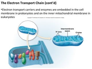The Electron Transport Chain (cont’d)
•Electron transport carriers and enzymes are embedded in the cell
membrane in prokaryotes and on the inner mitochondrial membrane in
eukaryotes         Copyright © The McGraw-Hill Companies, Inc. Permission required for reproduction or display.




                                                                                               Intermembrane
                                                                                         H+ ions    space
                                                                                                                  Cristae
 