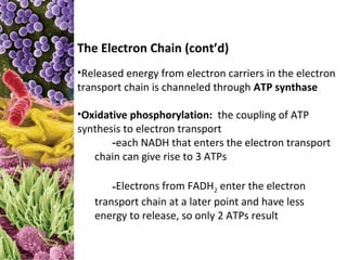 The Electron Chain (cont’d)
•Released energy from electron carriers in the electron
transport chain is channeled through ATP synthase

•Oxidative phosphorylation: the coupling of ATP
synthesis to electron transport
       -each NADH that enters the electron transport
   chain can give rise to 3 ATPs

       -Electrons from FADH2 enter the electron
   transport chain at a later point and have less
   energy to release, so only 2 ATPs result
 