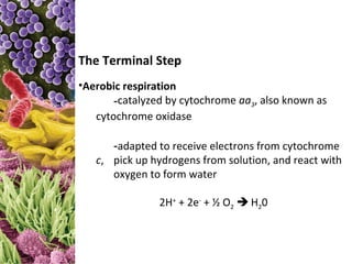 The Terminal Step
•Aerobic respiration
       -catalyzed by cytochrome aa3, also known as
   cytochrome oxidase

      -adapted to receive electrons from cytochrome
   c, pick up hydrogens from solution, and react with
      oxygen to form water

                2H+ + 2e- + ½ O2  H20
 