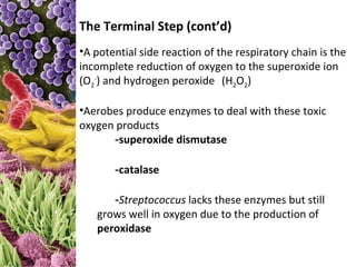 The Terminal Step (cont’d)
•A potential side reaction of the respiratory chain is the
incomplete reduction of oxygen to the superoxide ion
(O2-) and hydrogen peroxide (H2O2)

•Aerobes produce enzymes to deal with these toxic
oxygen products
      -superoxide dismutase

       -catalase

      -Streptococcus lacks these enzymes but still
   grows well in oxygen due to the production of
   peroxidase
 