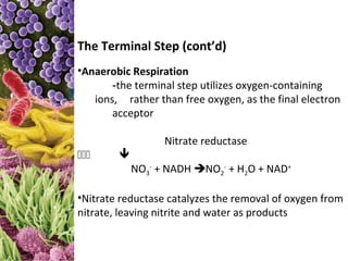 The Terminal Step (cont’d)
•Anaerobic Respiration
       -the terminal step utilizes oxygen-containing
   ions, rather than free oxygen, as the final electron
       acceptor

                  Nitrate reductase

            NO3- + NADH NO2- + H2O + NAD+

•Nitrate reductase catalyzes the removal of oxygen from
nitrate, leaving nitrite and water as products
 