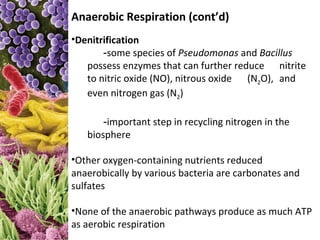Anaerobic Respiration (cont’d)
•Denitrification
       -some species of Pseudomonas and Bacillus
   possess enzymes that can further reduce nitrite
   to nitric oxide (NO), nitrous oxide (N2O), and
   even nitrogen gas (N2)

       -important step in recycling nitrogen in the
   biosphere

•Other oxygen-containing nutrients reduced
anaerobically by various bacteria are carbonates and
sulfates

•None of the anaerobic pathways produce as much ATP
as aerobic respiration
 