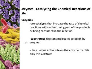 Enzymes: Catalyzing the Chemical Reactions of
Life
•Enzymes
      -are catalysts that increase the rate of chemical
      reactions without becoming part of the products
      or being consumed in the reaction

      -substrates: reactant molecules acted on by
   an enzyme

       -Have unique active site on the enzyme that fits
       only the substrate
 